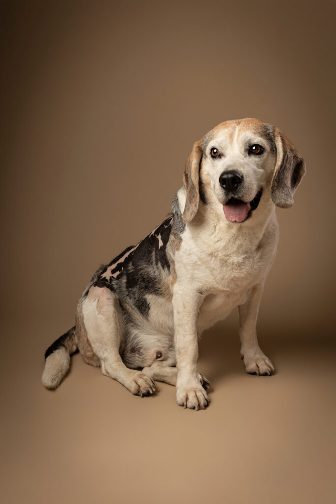 A beagle with patched fur sits on a tan surface against a plain brown background, looking slightly to the right with its mouth open and tongue visible.