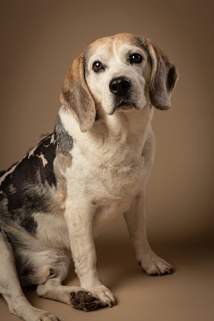 Older Beagle dog with a grey and tan coat sits against a brown background, looking at the camera with a calm expression.