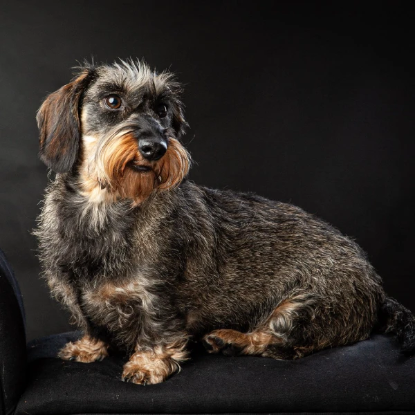 A wire-haired dachshund with a dark, coarse coat sits on a black surface against a black background, looking slightly to the side.